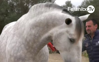 HOTEL DE CAVALLS CAN TORD. ‘FER BONACHON’ CAMPIÓ DEL MÓN
